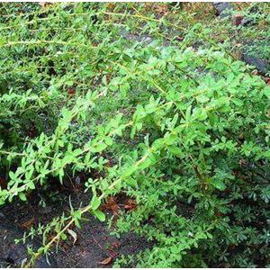 Berberis Thunbergii 'Green Carpet' - Zuurbes - 25-30 cm in pot: Bodembedekkende struik met groen blad