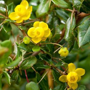 Berberis Verruculosa - Zuurbes - 25-30 cm pot: Winterharde struik met getande bladeren