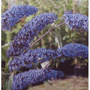 Buddleja Davidii 'Empire Blue' - Vlinderstruik - 40-60 cm in pot: Struik met blauw-paarse bloemen, aantrekkelijk voor vlinders.