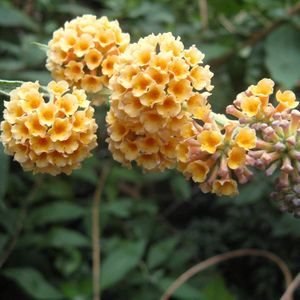 Buddleja Weyeriana 'Sungold' - Vlinderstruik 40-60 cm pot - Geurige Gele Bloemen op een Majestueuze Vlinderstruik