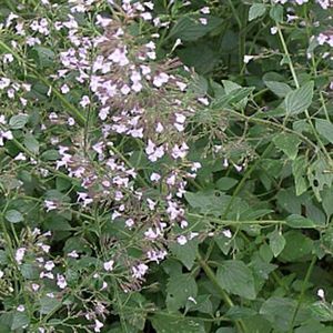 6 x Calamintha Nepeta Nepeta - Bergsteentijm Pot 9x9 cm - Lila Bloemwolken