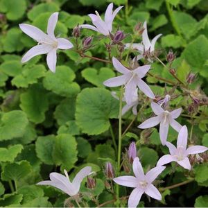 6 x Campanula Poscharskyana 'Lisduggan Var.' - Klokje - Pot 9x9cm - Bodembedekker, blauwe bloemen