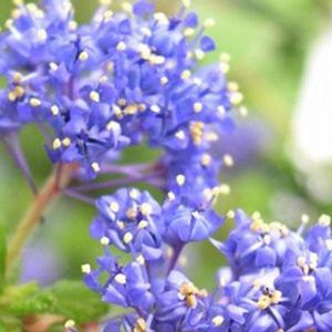Ceanothus 'Blue Diamond' - Amerikaanse Sering - 30-40 cm in pot: Struik met diepblauwe bloemen in het voorjaar en zomer, en glanzende groene bladeren.