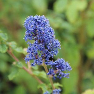 Ceanothus 'Burkwoodii' - Amerikaanse Sering - 30-40 cm in pot: Struik met donkerblauwe bloemen, aantrekkelijk voor bijen en vlinders.