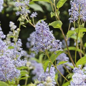 Ceanothus 'Gloire de Versailles' - Amerikaanse sering - 40-50 cm in pot: Struik met blauwe bloemen in de zomer en herfst, trekt bijen aan.