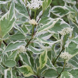Cornus Alba 'Elegantissima' - Kornoelje - 60-80 cm in pot: Struik met bontwit en groen blad en opvallende rode winterstelen.