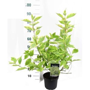 Cornus alba 'Gouchaltii' - Kornoelje - 60-80 cm in pot: Struik met groen-wit bont blad en rode takken in de winter.