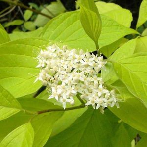 Cornus Alba - Kornoelje; Witte Kornoelje - 60-80 cm pot: Struik bekend om zijn opvallende rode takken in de winter en witte bloemen in de lente, gevolgd door witte bessen.