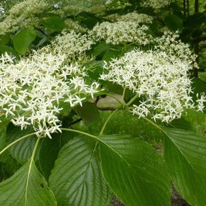 Cornus Controversa - Kornoelje - 60-80 cm in pot: Grote struik of kleine boom met horizontale takken en witte bloemen, gevolgd door zwarte bessen.