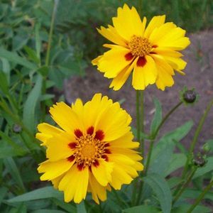 6 x Coreopsis Grandiflora 'Badengold' - Meisjesogen Pot 9x9 cm - Goudgele Zonnebloeier