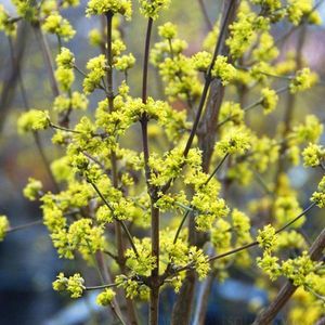Cornus mas - Gele Kornoelje - 40-60 cm in pot: Struik met vroege gele bloemen in de lente en eetbare rode vruchten.