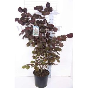 Corylus Maxima 'Purpurea' - Rode Hazelaar 60-80 cm in pot
