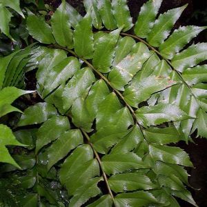 6 x Cyrtomium Falcatum - Ijzervaren Pot 9x9 cm - Wintergroene Varen