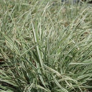 6 x Dactylis Glomerata 'Variegata' - Kropaar pot 9x9cm - Bevallige Kropaar voor een Groene Weelde