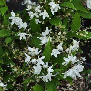 Deutzia gracilis - Bruidsbloem - 30-40 cm in pot: Sierlijke struik met witte bloemen in het late voorjaar.