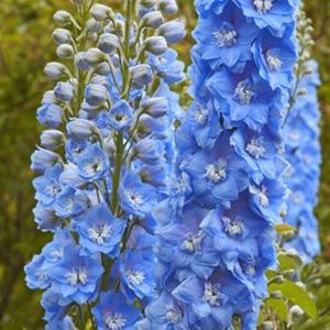 Het verschil tussen bollen, knollen en wortelstokken - Flowerbulbs