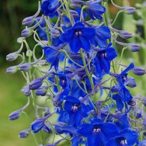 6 x Delphinium 'Voelkerfrieden' - Ridderspoor Pot 9x9 cm - Blauwe Hoge Bloemen