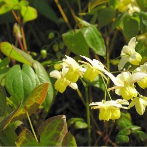 6 x Epimedium Pinnatum Colchicum - Elfenbloem Pot 9x9 cm - Gele Voorjaarsbloemen