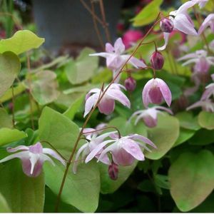 6 x Epimedium Youngianum 'Roseum' - Elfenbloem Pot 9x9 cm - Roze Voorjaarsbloeier