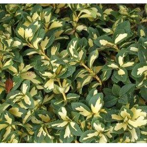 Euonymus Fortunei 'Sunspot' - Kardinaalsmuts - 20-30 cm in pot: Struik met opvallende gele vlekken in het midden van de groene bladeren.