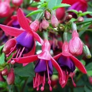 Fuchsia 'Tom Thumb' - Bellenplant - 25-30 cm in pot: Struik met hangende roze en paarse bloemen, geschikt voor potten en borders.