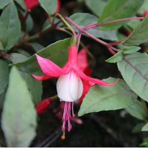 6 x Fuchsia 'Madame Cornelissen' - Bellenplant - Pot 9x9cm - Opvallende bloemen in roze tinten