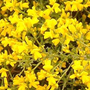 Genista Lydia - Zonnige Heidebrem 30-40 cm Pot, Felgele Bloesems, Droogteresistent