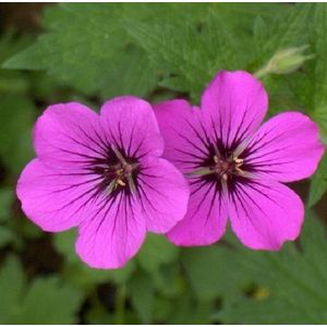 3 x Geranium Psilostemon 'Bressingham Flair' - Ooievaarsbek pot 9x9cm