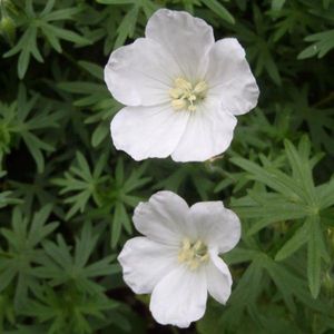 6 x Geranium Sanguineum 'Album' - Bloedooievaarsbek pot 9x9cm, witbloeiend en langbloeiend