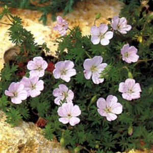 6 x Geranium Sanguineum Striatum - Bloedooievaarsbek Pot 9x9 cm - Roze Geaderde Bloemen