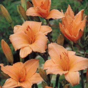 6 x Hemerocallis 'Baley Hay' - Daglelie Pot 9x9 cm - Gele Bloemen - Langbloeiende soort met felgele bloemen