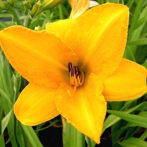 6 x Hemerocallis 'Chicago Sunrise' - Daglelie pot 9x9cm, geeloranje bloemen en langbloeiend