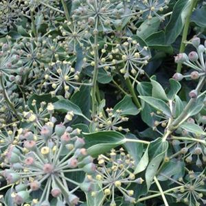 Hedera Helix 'Arborescens' - Struikklimop 30-40 cm pot