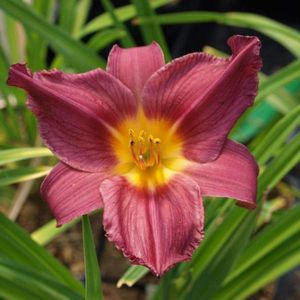 6 x Hemerocallis 'Summer Wine' - Daglelie Pot 9x9 cm - Wijnrode Bloemen