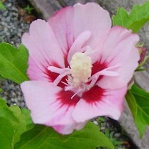Hibiscus syriacus 'Hamabo'  - Altheastruik 40-60 cm in pot