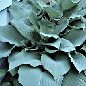 3 x Hosta - Hartlelie pot 9x9cm