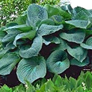 3 x Hosta 'Big Daddy' - Hartlelie - Pot 9x9cm - Grote bladeren, ideale bodembedekker