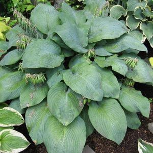 3 x Hosta 'Blue Umbrellas' - Hartlelie pot 9x9cm