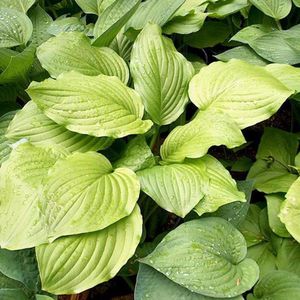 6 x Hosta 'Honeybells' - Hartlelie Pot 9x9 cm - Geurende Lila Bloemen