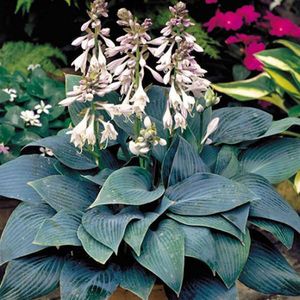 6 x Hosta 'Halcyon'- Hartlelie pot 9x9 cm- Sierlijke Blauwgroene Bladeren
