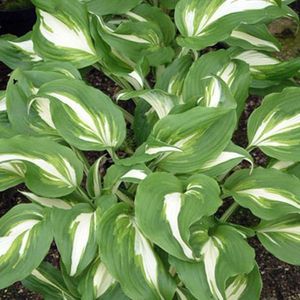 6 x Hosta 'Undulata Mediovariegata' - Hartlelie - Pot 9x9cm - Sierlijke bladeren met contrasterende strepen