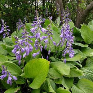 Hosta