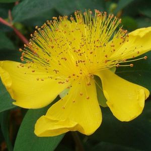 6 x Hypericum Calycinum - Hertshooi Pot 9x9 cm - Geelbloeiende Struik