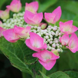 Hydrangea Macrophylla 'Taube' - Hortensia - 25-30 cm in pot: Struik met grote roze tot blauwe bloemschermen, afhankelijk van de bodem.