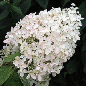 Hydrangea Paniculata 'Grandiflora' - Hortensia - 40-50 cm in pot: Grote struik met roomwitte pluimvormige bloemen die in het najaar roze kleuren.