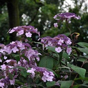 Hydrangea Villosa - Hortensia - 25-30 cm in pot: Struik met zachtbehaarde bladeren en lilapaarse tot blauwe bloemen.