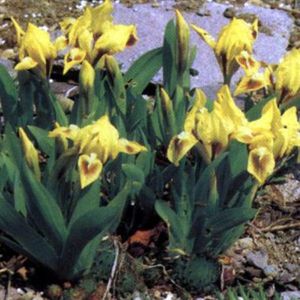 6 x Iris (P) 'Brassie' - Dwergbaardiris Pot 9x9 cm, bronskleurige bloemen en sierlijk blad