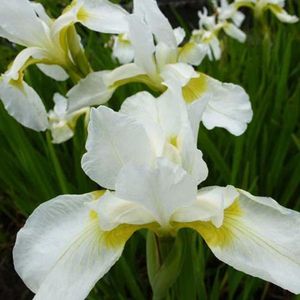 6 x Iris (G) 'White Knight' - Baardiris pot 9x9cm - Witte bloemen, zonminnend