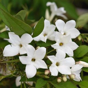 Jasminum officinale - Winterjasmijn - 50-60 cm in pot: Klimplant met geurende witte bloemen in de zomer.