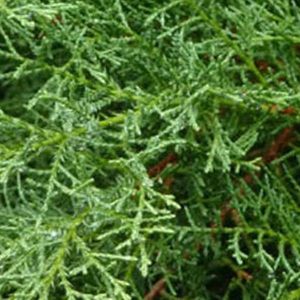Juniperus Pfitzeriana 'Wilhelm Pfitzer' - Jeneverbes 25-30 cm in pot
